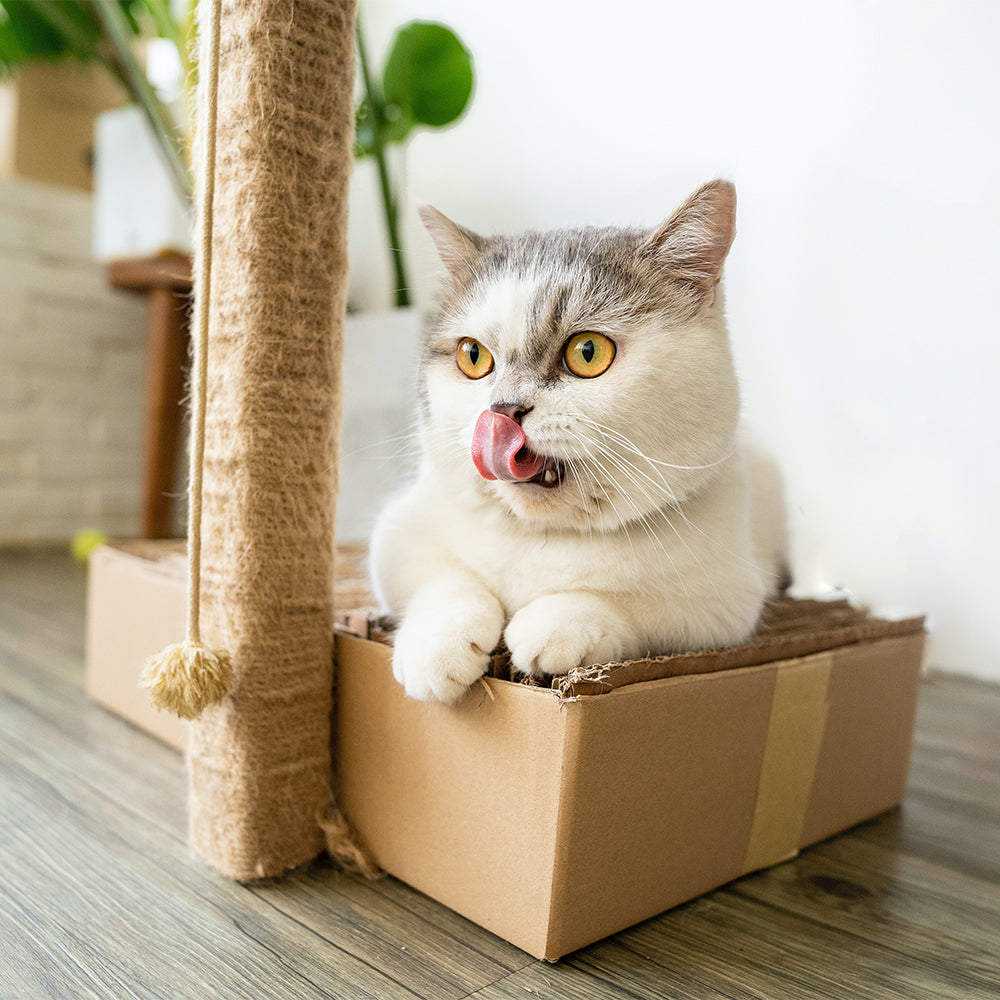 Custom shipping box turned into storage container